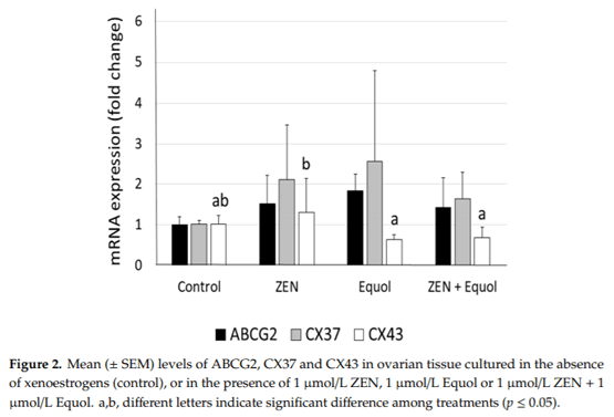 Equol: A Microbiota Metabolite Able to Alleviate the Negative Effects of Zearalenone during In Vitro Culture of Ovine Preantral Follicles - Image 4