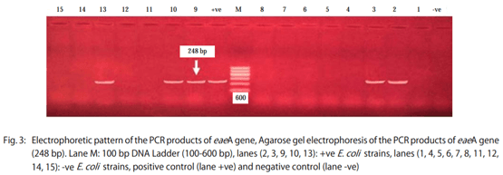 Genetic Variation among Avian Pathogenic E. coli Strains Isolated from Broiler Chickens - Image 5