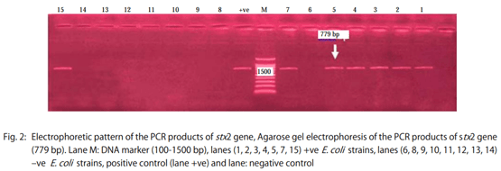 Genetic Variation among Avian Pathogenic E. coli Strains Isolated from Broiler Chickens - Image 4