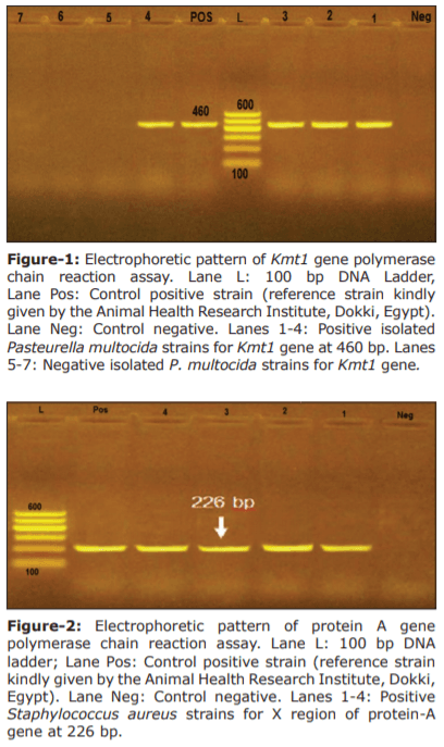 Prevalence, molecular typing, and antimicrobial resistance of bacterial pathogens isolated from ducks - Image 6