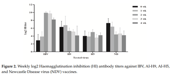 Field Efficacy of an Attenuated Infectious Bronchitis Variant 2 Virus Vaccine in Commercial Broiler Chickens - Image 4