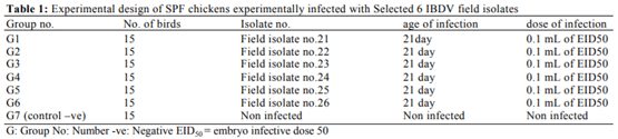Variations in Pathogenicity and Molecular Characterization of Infectious Bursal Disease Virus (IBDV) in Egypt - Image 1