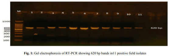 Variations in Pathogenicity and Molecular Characterization of Infectious Bursal Disease Virus (IBDV) in Egypt - Image 4