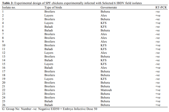 Variations in Pathogenicity and Molecular Characterization of Infectious Bursal Disease Virus (IBDV) in Egypt - Image 8