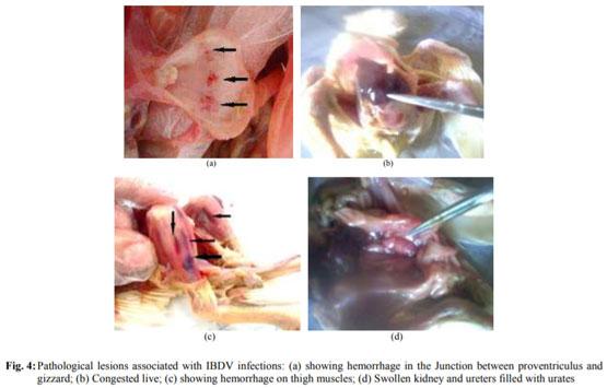 Variations in Pathogenicity and Molecular Characterization of Infectious Bursal Disease Virus (IBDV) in Egypt - Image 7