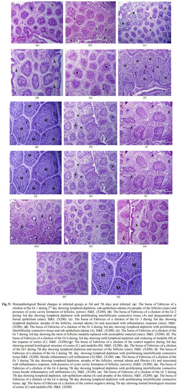 Variations in Pathogenicity and Molecular Characterization of Infectious Bursal Disease Virus (IBDV) in Egypt - Image 11