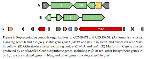 Calm before the Storm: A Glimpse into the Secondary Metabolism of Aspergillus welwitschiae, the Etiologic Agent of the Sisal Bole Rot - Image 5