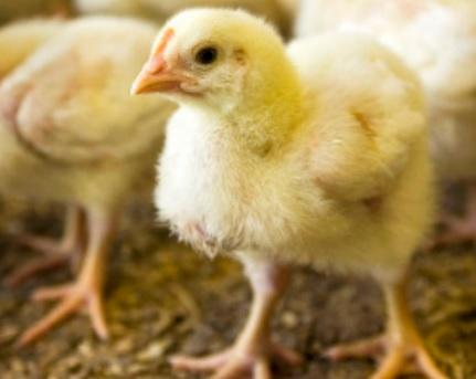 Better feed efficiency with naturally sourced betaine - Image 1