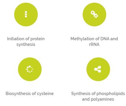 Nutraceutical as adjuvant to methionine - Image 1