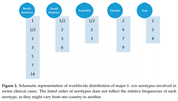 Update on Streptococcus suis Research and Prevention in the Era of Antimicrobial Restriction: 4th International Workshop on S. suis - Image 2