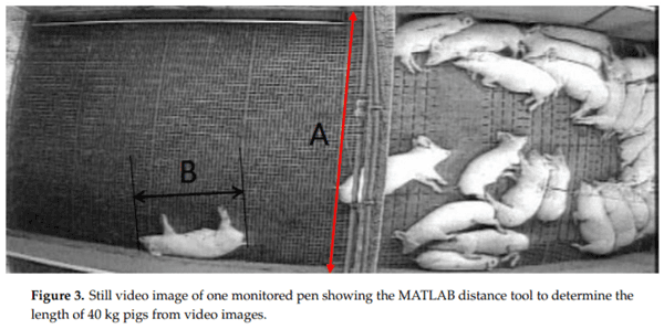 Using CFD Modelling to Relate Pig Lying Locations to Environmental Variability in Finishing Pens - Image 3