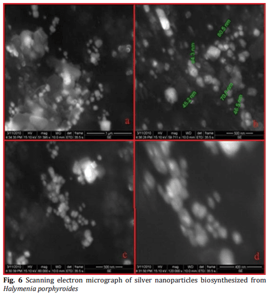 Biosynthesis and Characterization of Silver Nanoparticles from Marine Macroscopic Red Seaweed Halymenia porphyroides Boergesen (Crypton) - Image 7