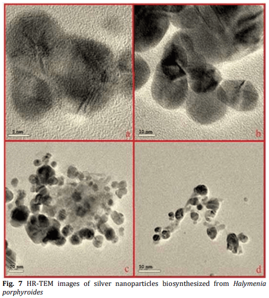 Biosynthesis and Characterization of Silver Nanoparticles from Marine Macroscopic Red Seaweed Halymenia porphyroides Boergesen (Crypton) - Image 8