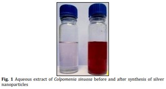 Biosynthesis and Characterization of Silver Nanoparticles from Marine Macroscopic Brown Seaweed Colpomenia sinuosa (Mertens ex Roth) Derbes and Solier - Image 1