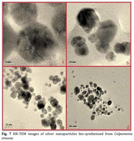 Biosynthesis and Characterization of Silver Nanoparticles from Marine Macroscopic Brown Seaweed Colpomenia sinuosa (Mertens ex Roth) Derbes and Solier - Image 8