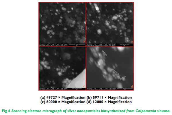 Biosynthesis and Characterization of Silver Nanoparticles from Marine Seaweed Colpomenia Sinuosa and its Antifungal Efficacy - Image 6