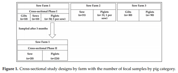 Detection and Cellular Tropism of Porcine Astrovirus Type 3 on Breeding Farms - Image 1
