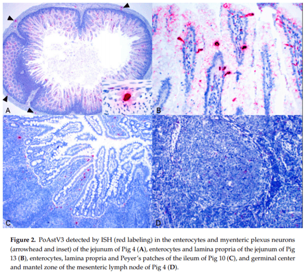 Detection and Cellular Tropism of Porcine Astrovirus Type 3 on Breeding Farms - Image 5