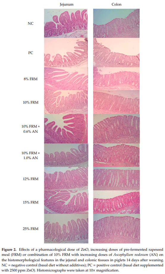 Effects of Increasing Doses of Lactobacillus Pre-Fermented Rapeseed Product with or without Inclusion of Macroalgae Product on Weaner Piglet Performance and Intestinal Development - Image 5