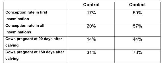 The cows calving in early summer need to be in proper body condition, in addition to be intensively cooled - Image 3