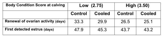 The cows calving in early summer need to be in proper body condition, in addition to be intensively cooled - Image 2