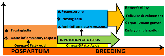 Balancing Fat Nutrition to Optimise Transition Cow Performance - Image 6