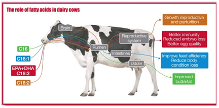 Optimising the post-freshening period for dairy cows - All About Feed