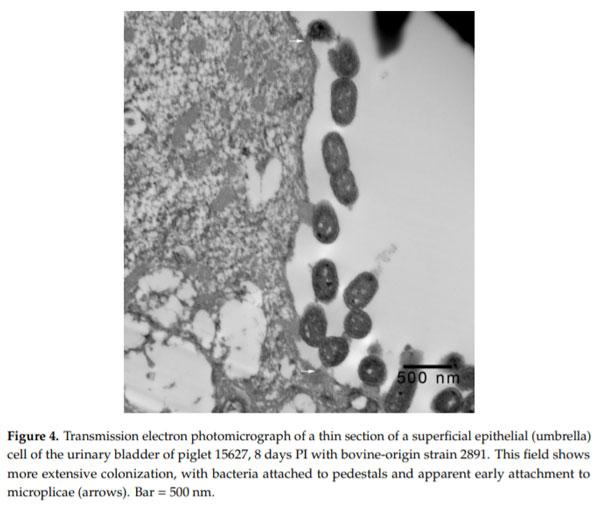 Intimate Attachment of Escherichia coli O157:H7 to Urinary Bladder Epithelium in the Gnotobiotic Piglet Model - Image 5