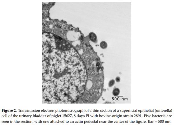 Intimate Attachment of Escherichia coli O157:H7 to Urinary Bladder Epithelium in the Gnotobiotic Piglet Model - Image 3