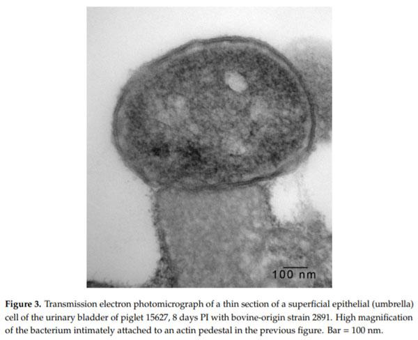 Intimate Attachment of Escherichia coli O157:H7 to Urinary Bladder Epithelium in the Gnotobiotic Piglet Model - Image 4