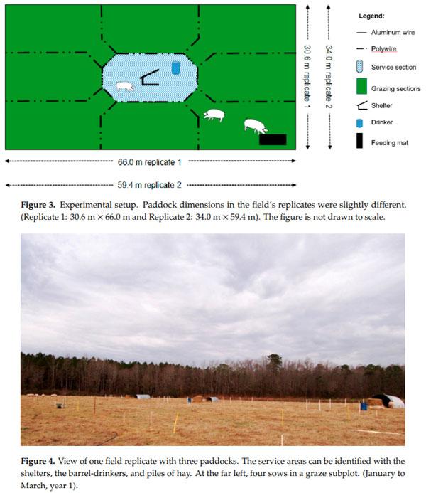 Sows-Gilts Stocking Rates and Their Environmental Impact in Rotationally Managed Bermudagrass Paddocks - Image 2