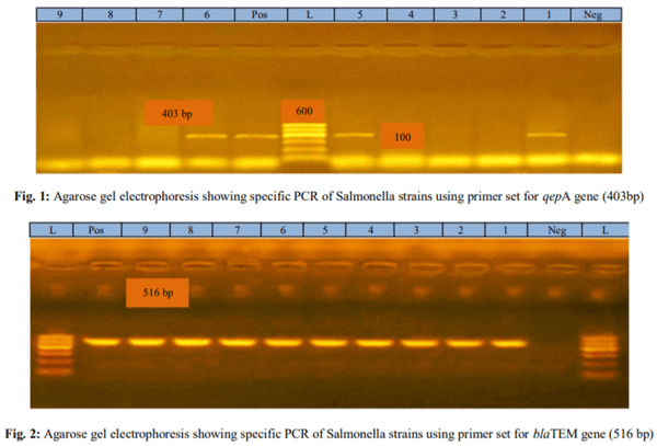 Prevalence and Genotypic Analysis and Antibiotic Resistance of Salmonella Species Isolated from Imported and Freshly Slaughtered Chicken - Image 6