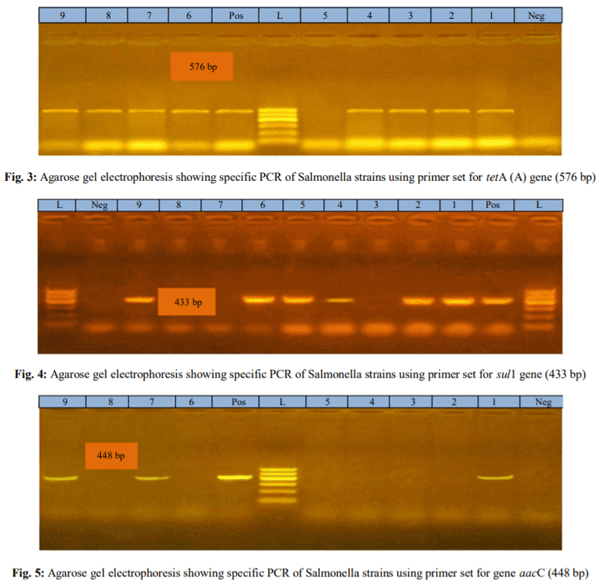 Prevalence and Genotypic Analysis and Antibiotic Resistance of Salmonella Species Isolated from Imported and Freshly Slaughtered Chicken - Image 7