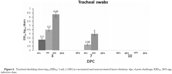 Protective efficacy of the Newcastle disease virus genotype VII–matched vaccine in commercial layers - Image 7
