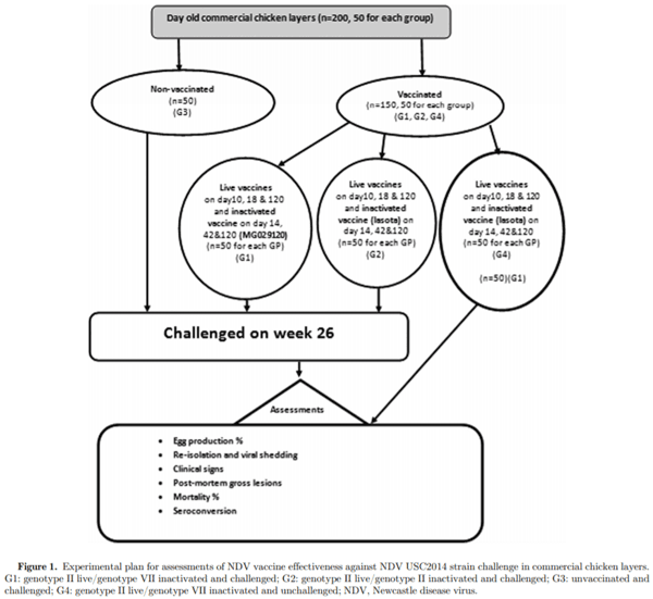 Protective efficacy of the Newcastle disease virus genotype VII–matched vaccine in commercial layers - Image 1
