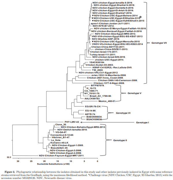 Protective efficacy of the Newcastle disease virus genotype VII–matched vaccine in commercial layers - Image 2
