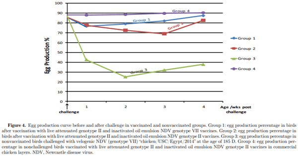 Protective efficacy of the Newcastle disease virus genotype VII–matched vaccine in commercial layers - Image 6
