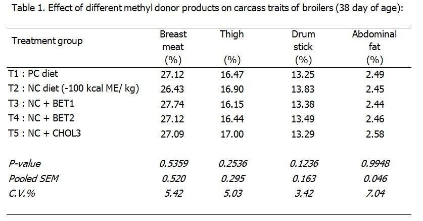 Natural Betaine – a nutritional aid in broiler production - Image 1