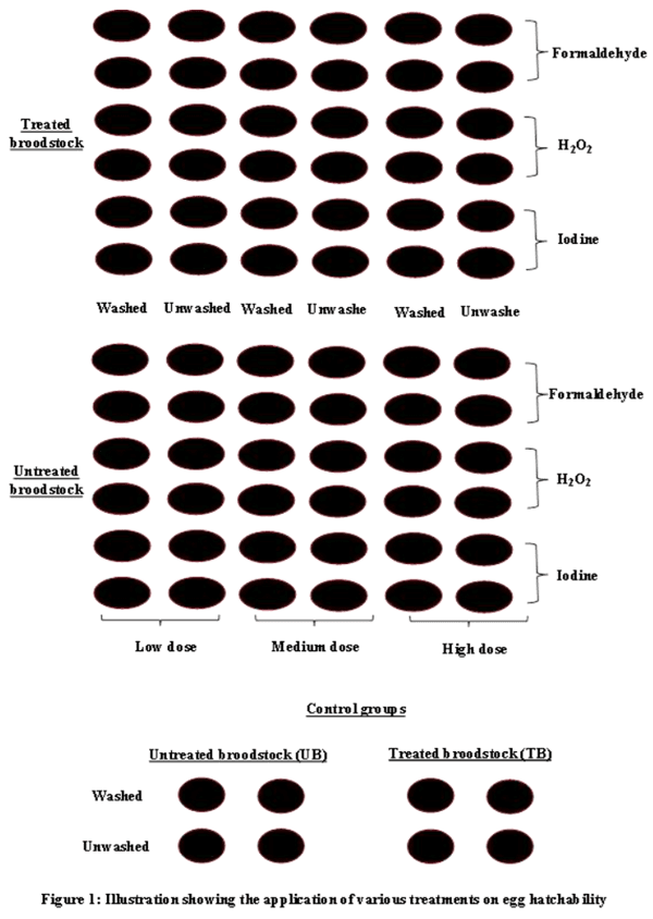 Use of Chemoprophylactic Agents in The Management of Clarias Gariepinus Seed Production - Image 1