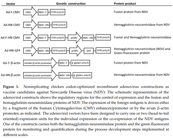 Establishing a Robust Manufacturing Platform for Recombinant Veterinary Vaccines: An Adenovirus-Vector Vaccine to Control Newcastle Disease Virus Infections of Poultry in Sub-Saharan Africa - Image 2