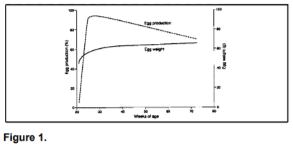 Factors Affecting Egg Production in Backyard Chicken Flocks - Image 1