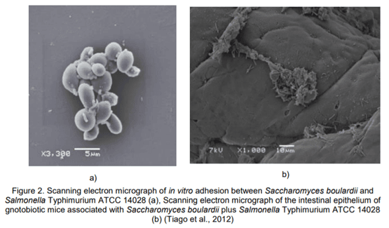 Saccharomyces Boulardii Probiotic: Benefits and Uses in Gut Health • Open  Health Tools