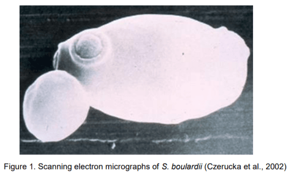 Beneficial Properties of Probiotic Yeast Saccharomyces boulardii - Image 2