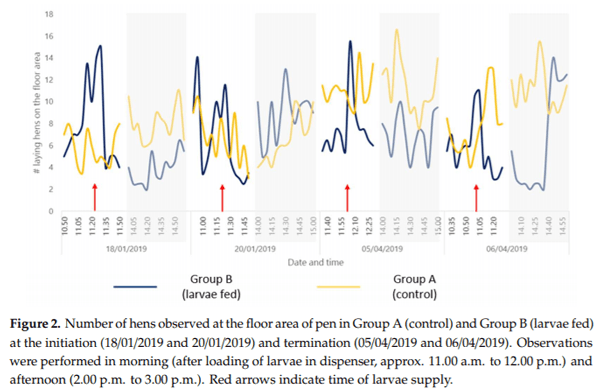 Gradual Provision of Live Black Soldier Fly (Hermetia illucens) Larvae to Older Laying Hens: Effect on Production Performance, Egg Quality, Feather Condition and Behavior - Image 11