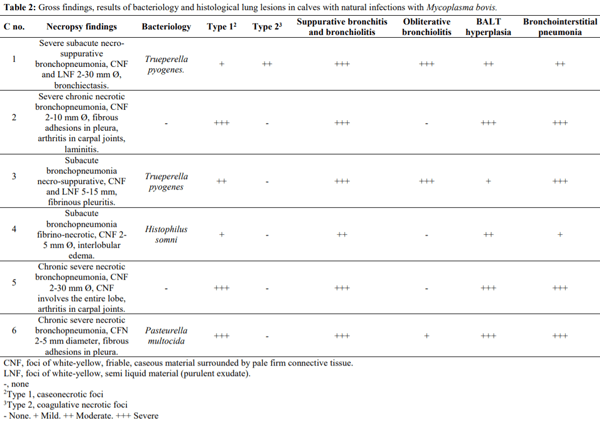 Mycoplasma bovis pneumonia in feedlot cattle and dairy calves in Argentina - Image 2