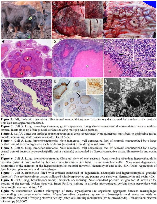 Mycoplasma bovis pneumonia in feedlot cattle and dairy calves in Argentina - Image 3