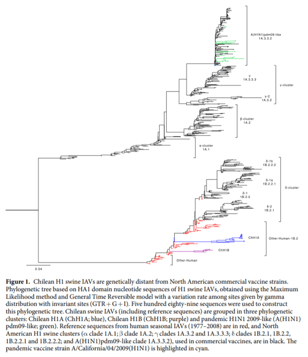 Antigenic characterization of novel H1 infuenza A viruses in swine - Image 1