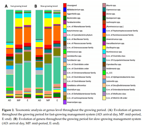 Fast and Slow-Growing Management Systems: Characterisation of Broiler Caecal Microbiota Development throughout the Growing Period - Image 6