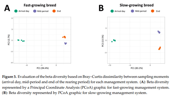 Fast and Slow-Growing Management Systems: Characterisation of Broiler Caecal Microbiota Development throughout the Growing Period - Image 9