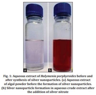 Biosynthesis and Characterization of Silver Nanoparticles from Marine Macroscopic Red Seaweed Halymenia Porphyroides Boergesen (Crypton) and its Antifungal Efficacy Against Dermatophytic and Non-Dermatophytic Fungi - Image 1